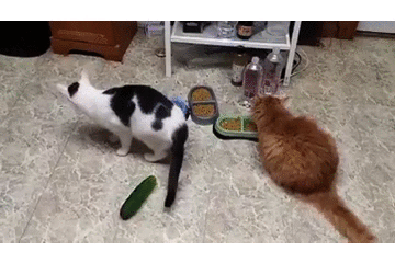 cucumber cat